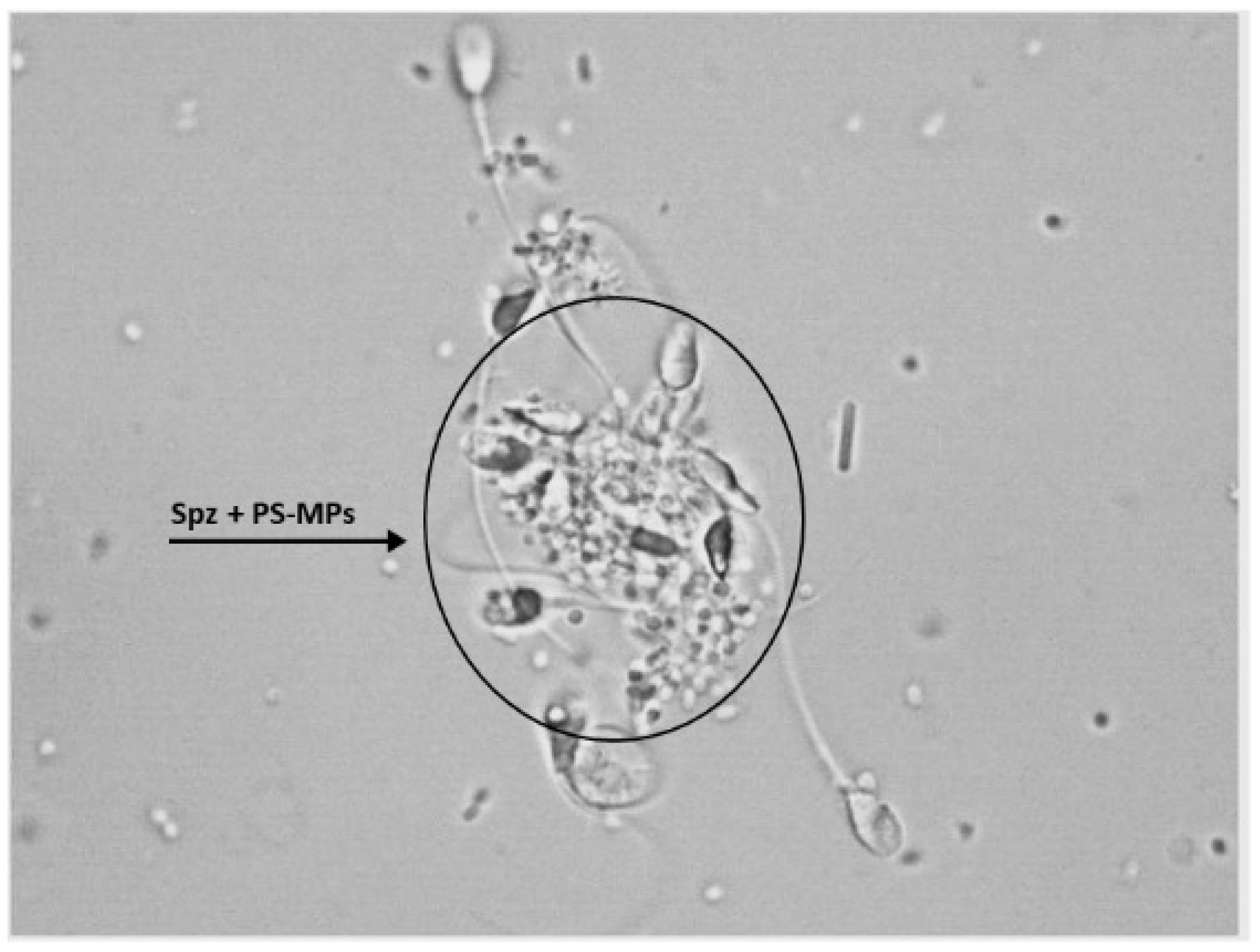 Toxics 13 00605 g004