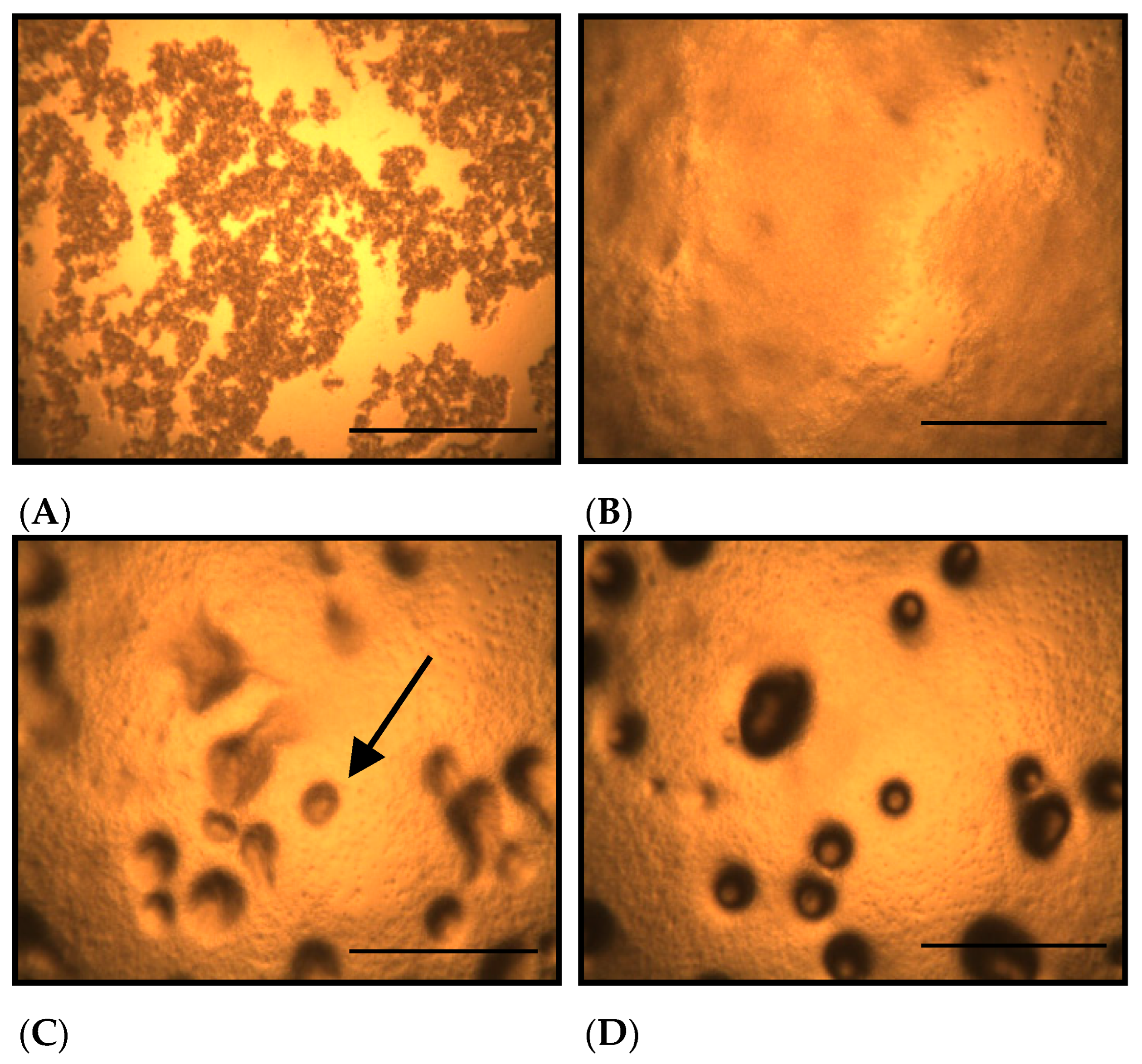 Toxics 13 00665 g001