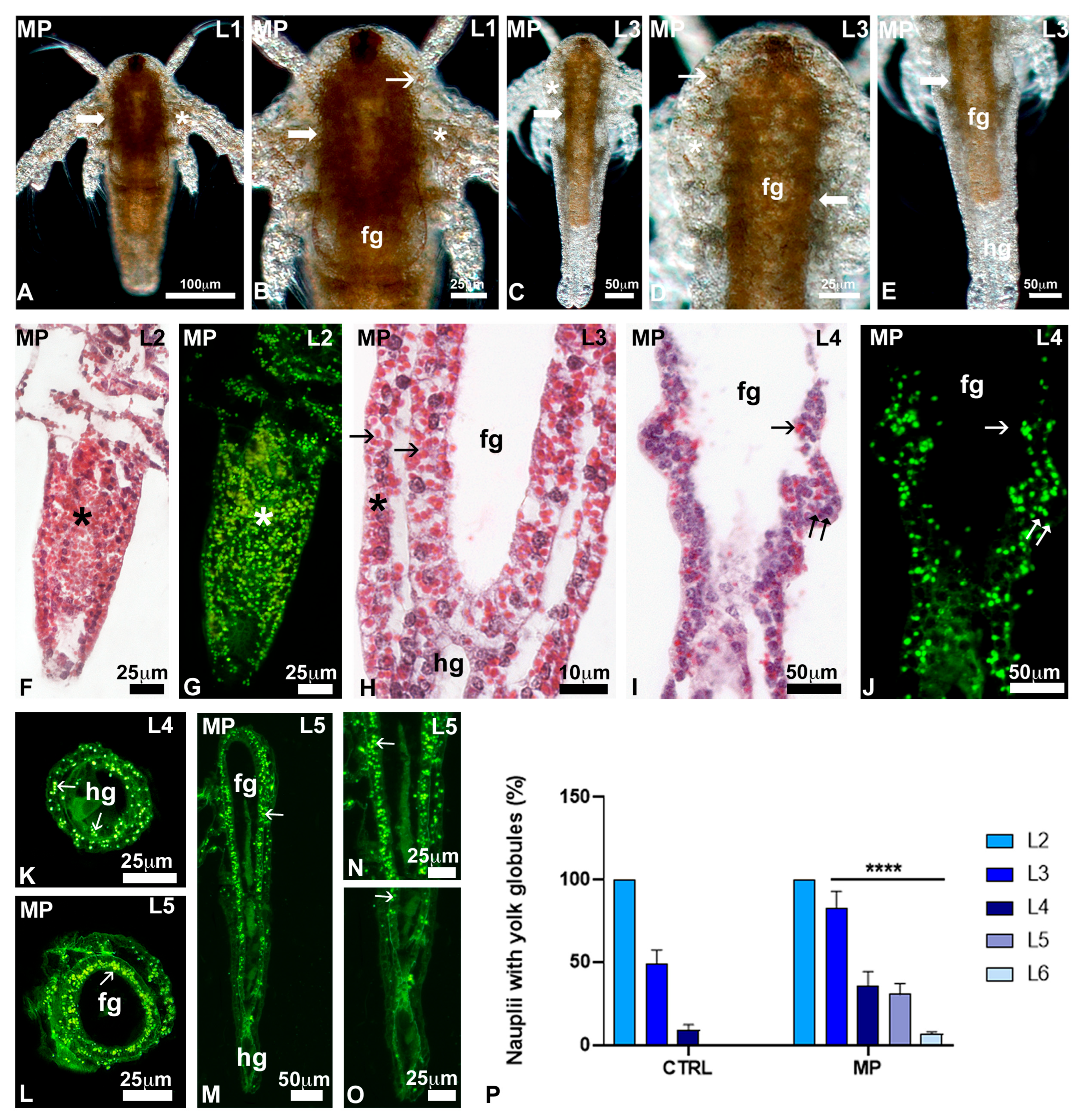Toxics 13 00700 g005