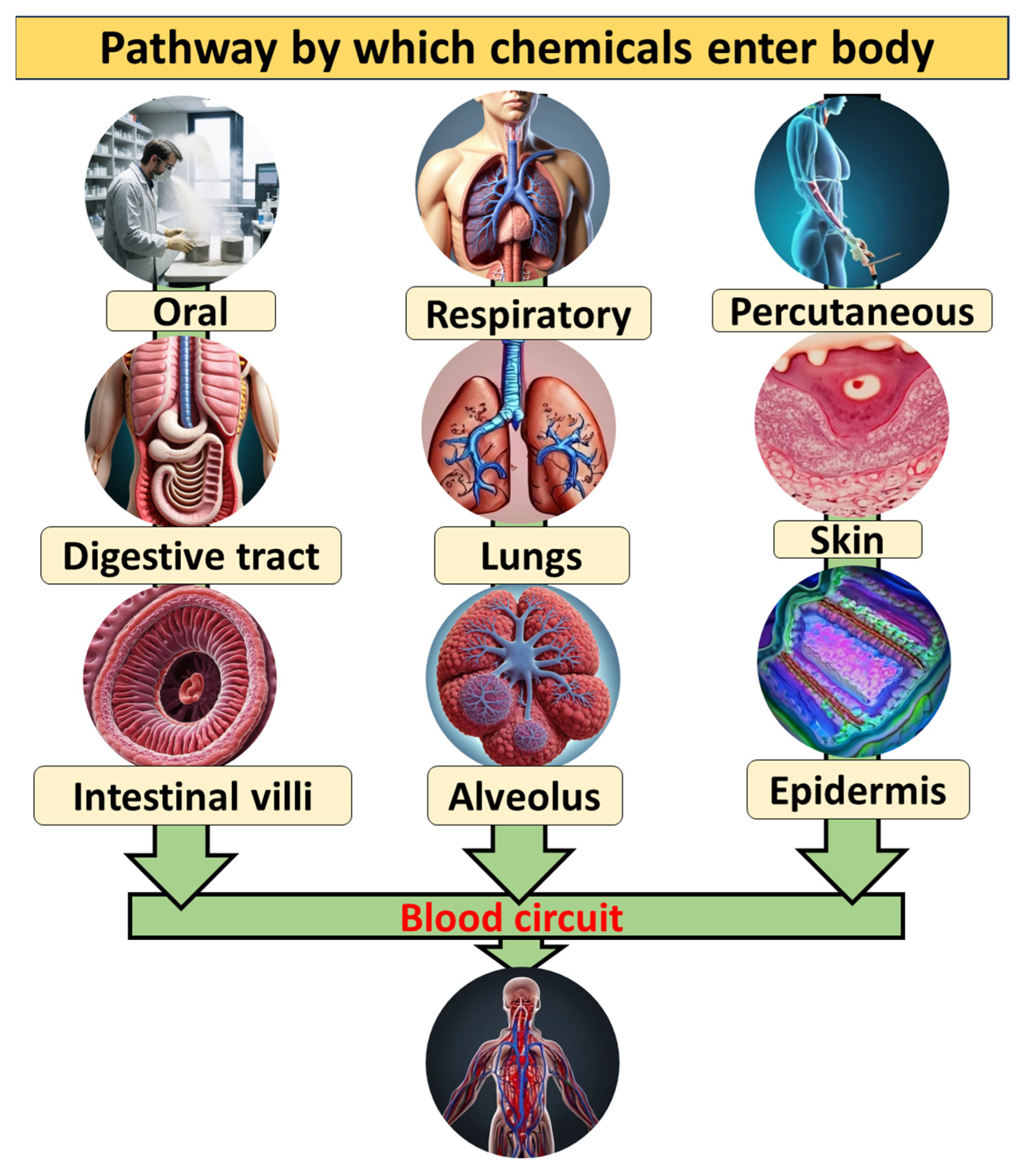 Toxics 13 00777 g002