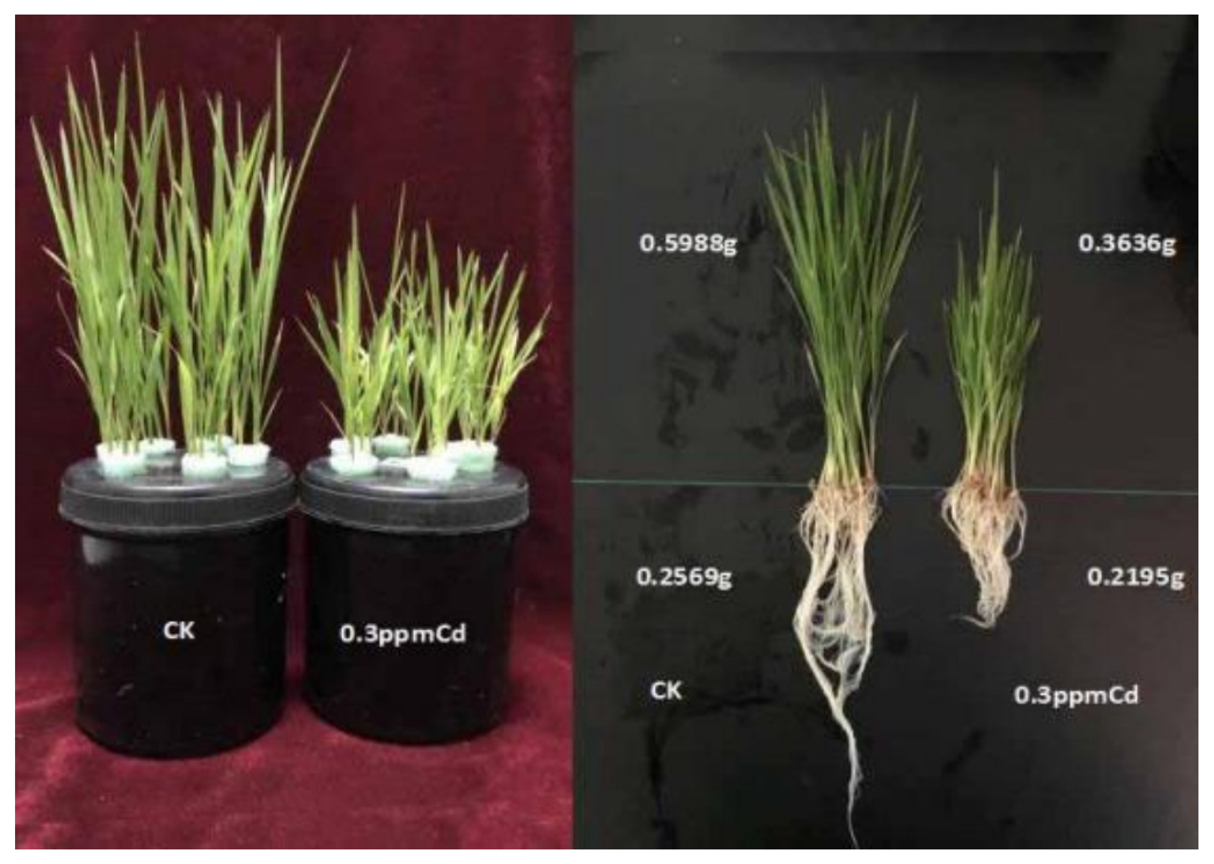 Toxics 13 00811 g006