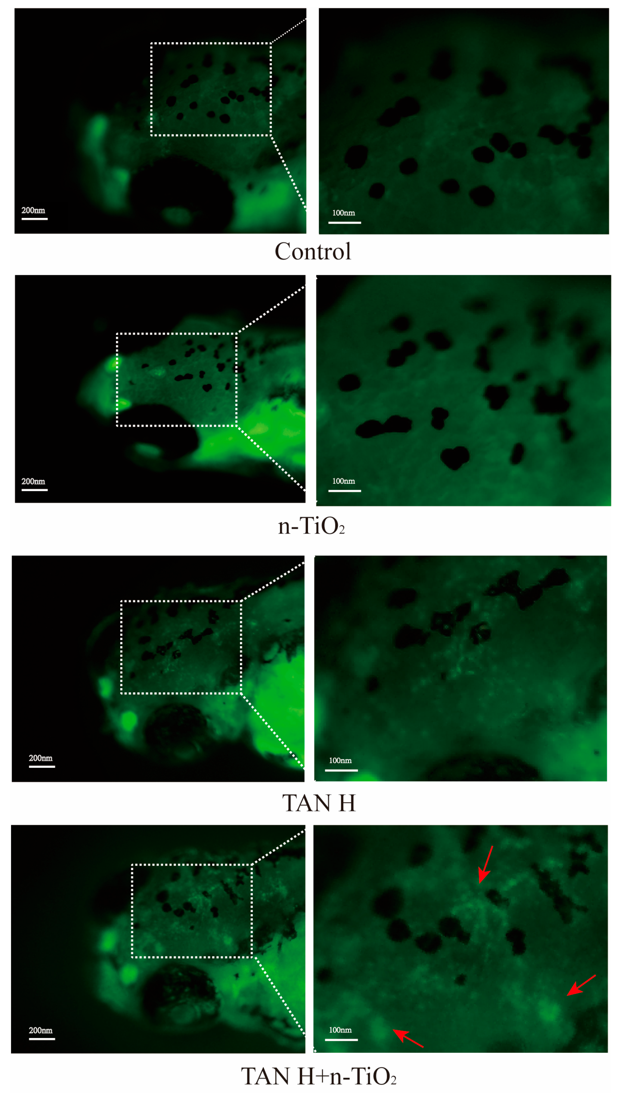 Toxics 13 01031 g006 Toxics 13 01031 g006