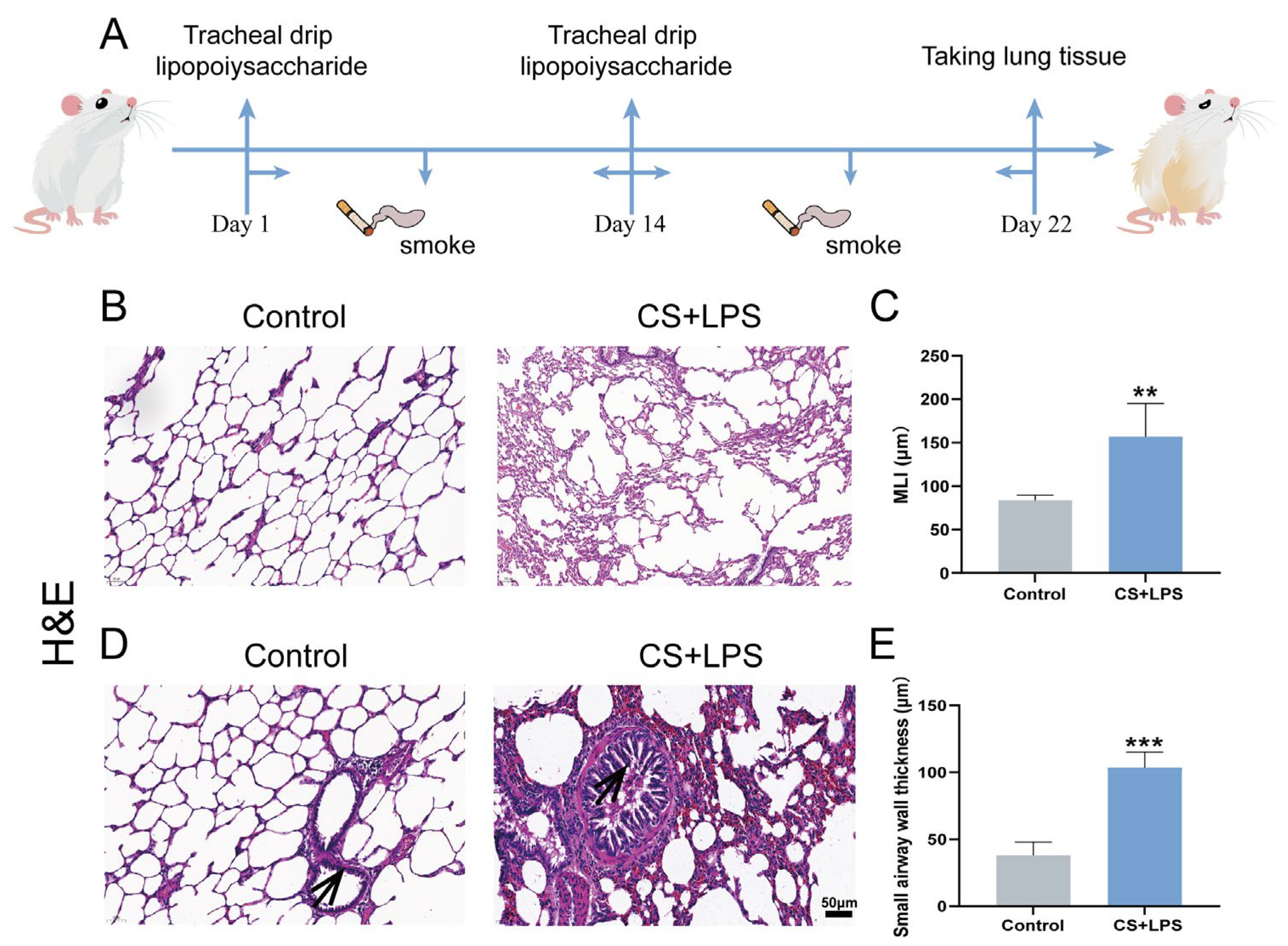 Cigarette Smoke Extract Combined with LPS Upregulates PITPβ Expression ...