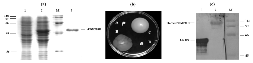 Toxins 01 00059 g001