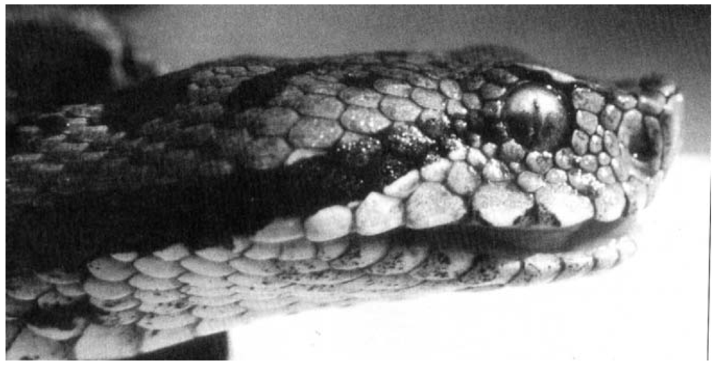 Toxins 01 00100 g002 1024