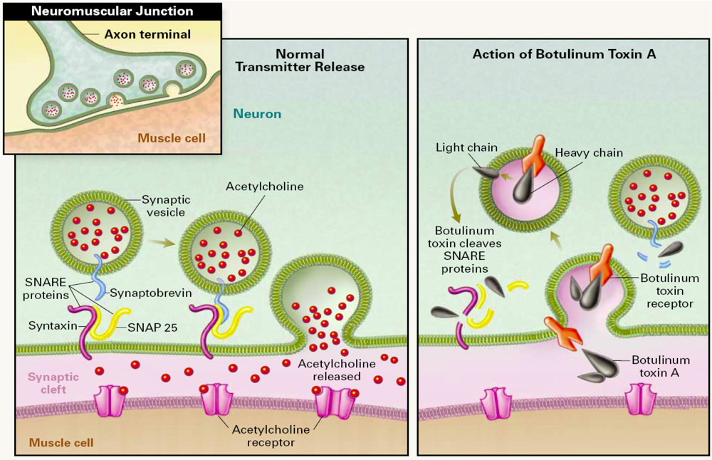 Toxins 02 00024 g001 1024