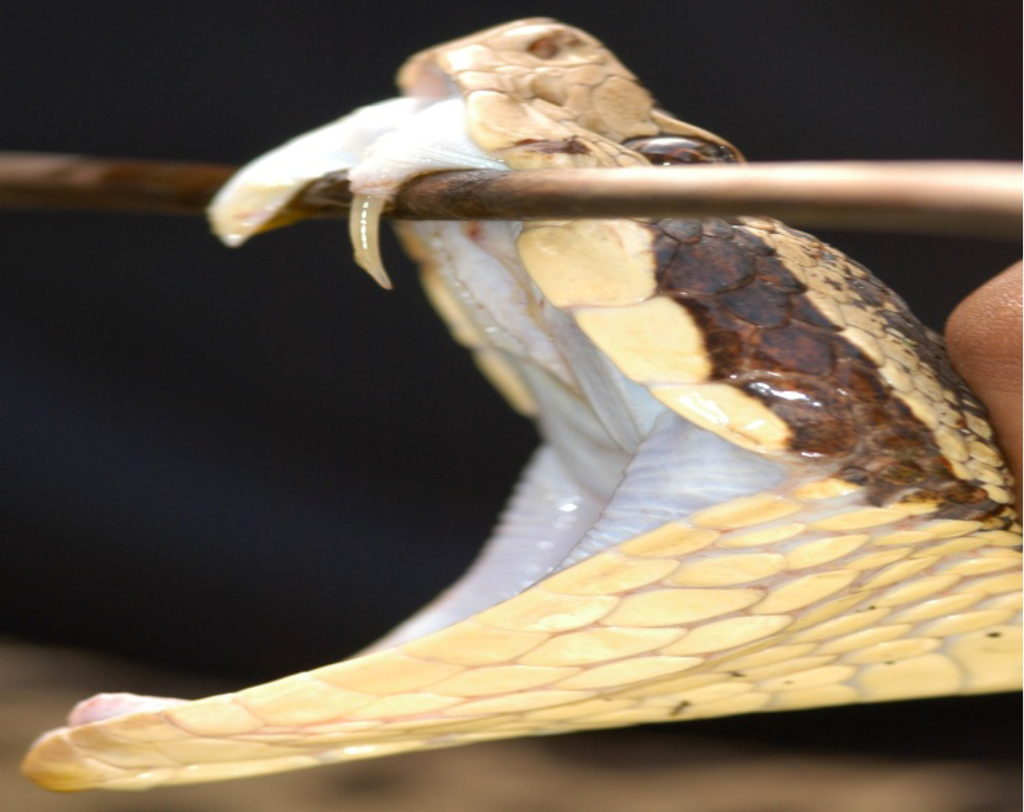 Toxins 02 00163 g001 1024