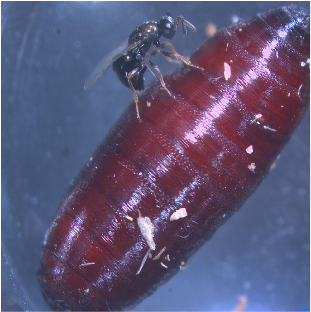 Toxins 02 00494 g001