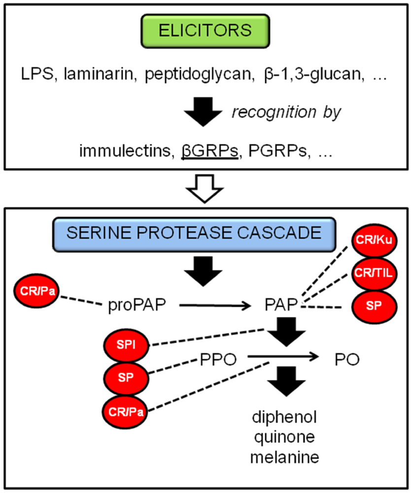 Toxins 02 00494 g002
