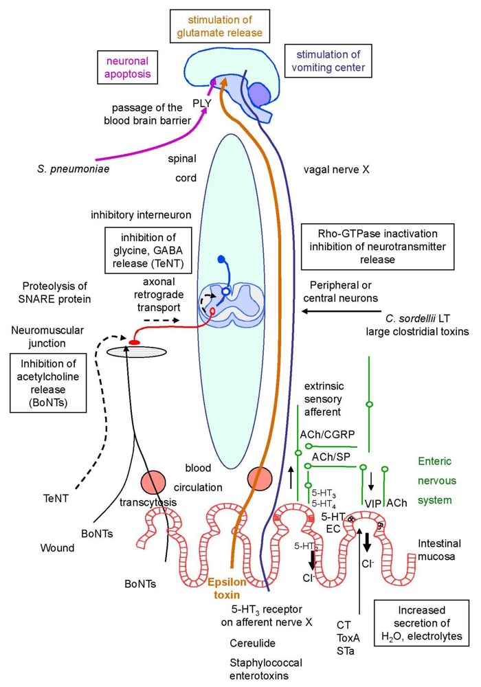 Toxins 02 00683 g001 1024