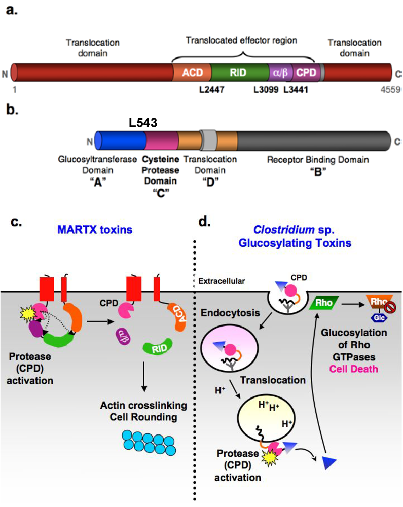 Toxins 02 00963 g001 1024
