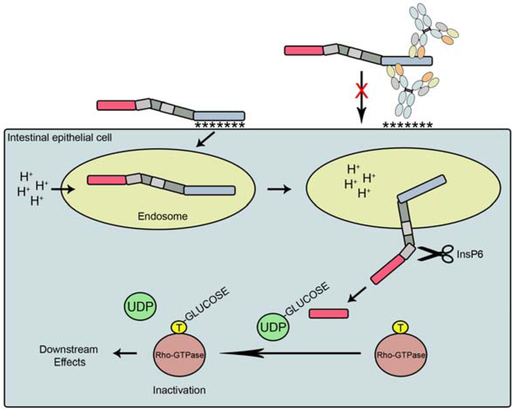 Toxins 02 00998 g002