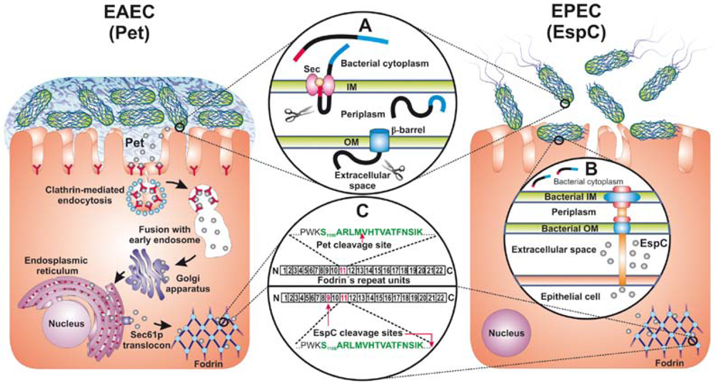 Toxins 02 01134 g001 1024