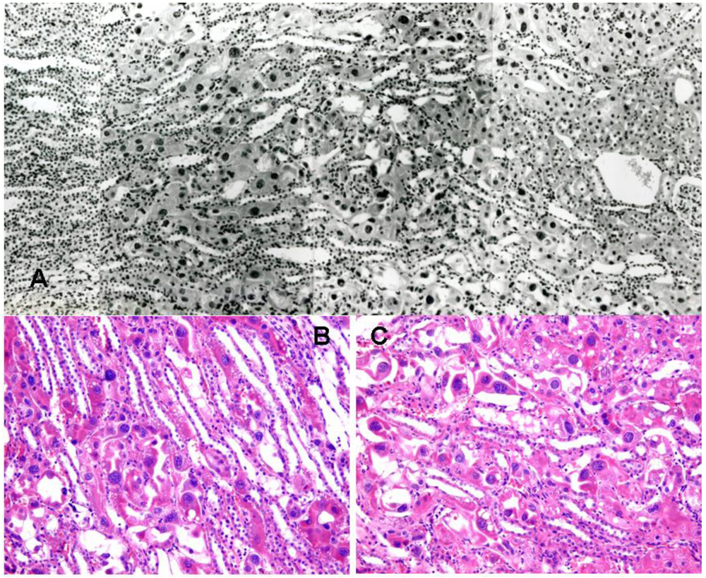 Toxins 02 02083 g001