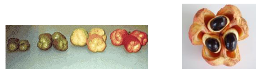 Toxins 02 02289 g003 1024