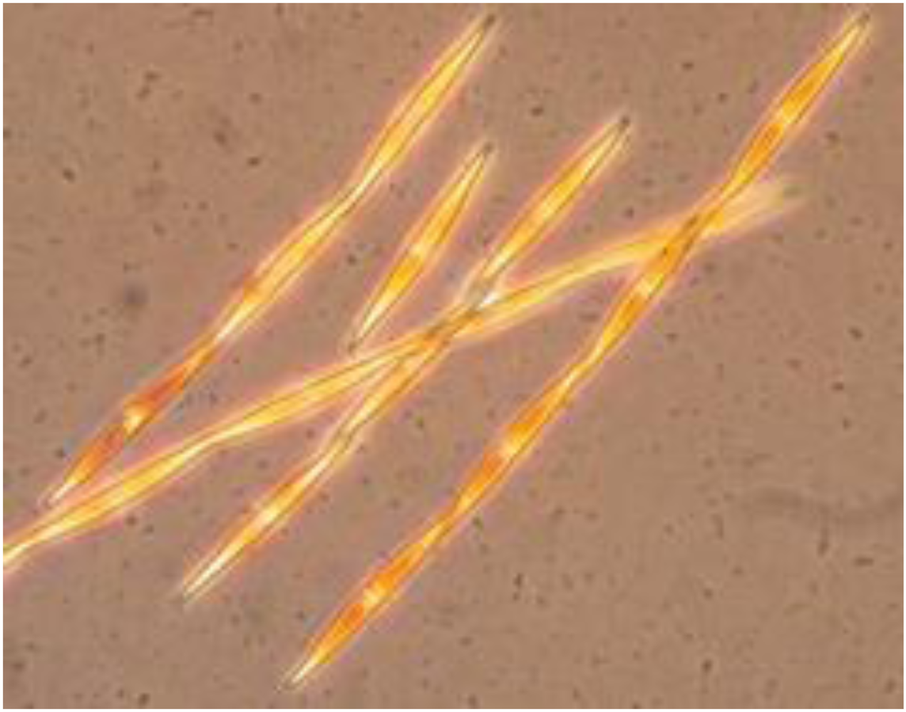 Toxins 02 02289 g007