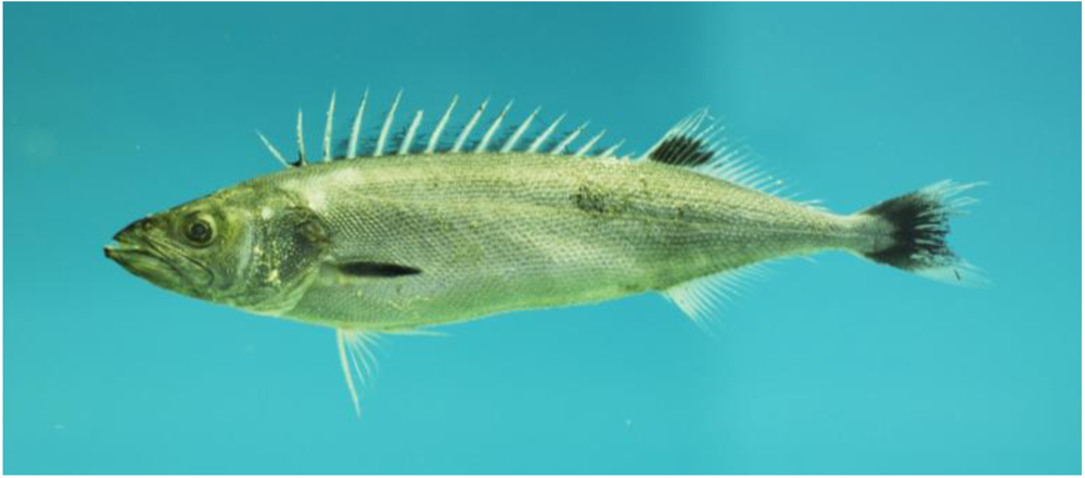 Toxins 02 02289 g008 1024