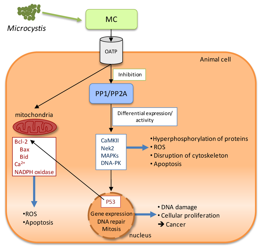 Toxins 02 02359 g002 1024