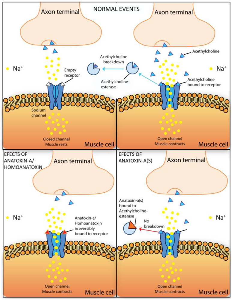 Toxins 02 02359 g005 1024
