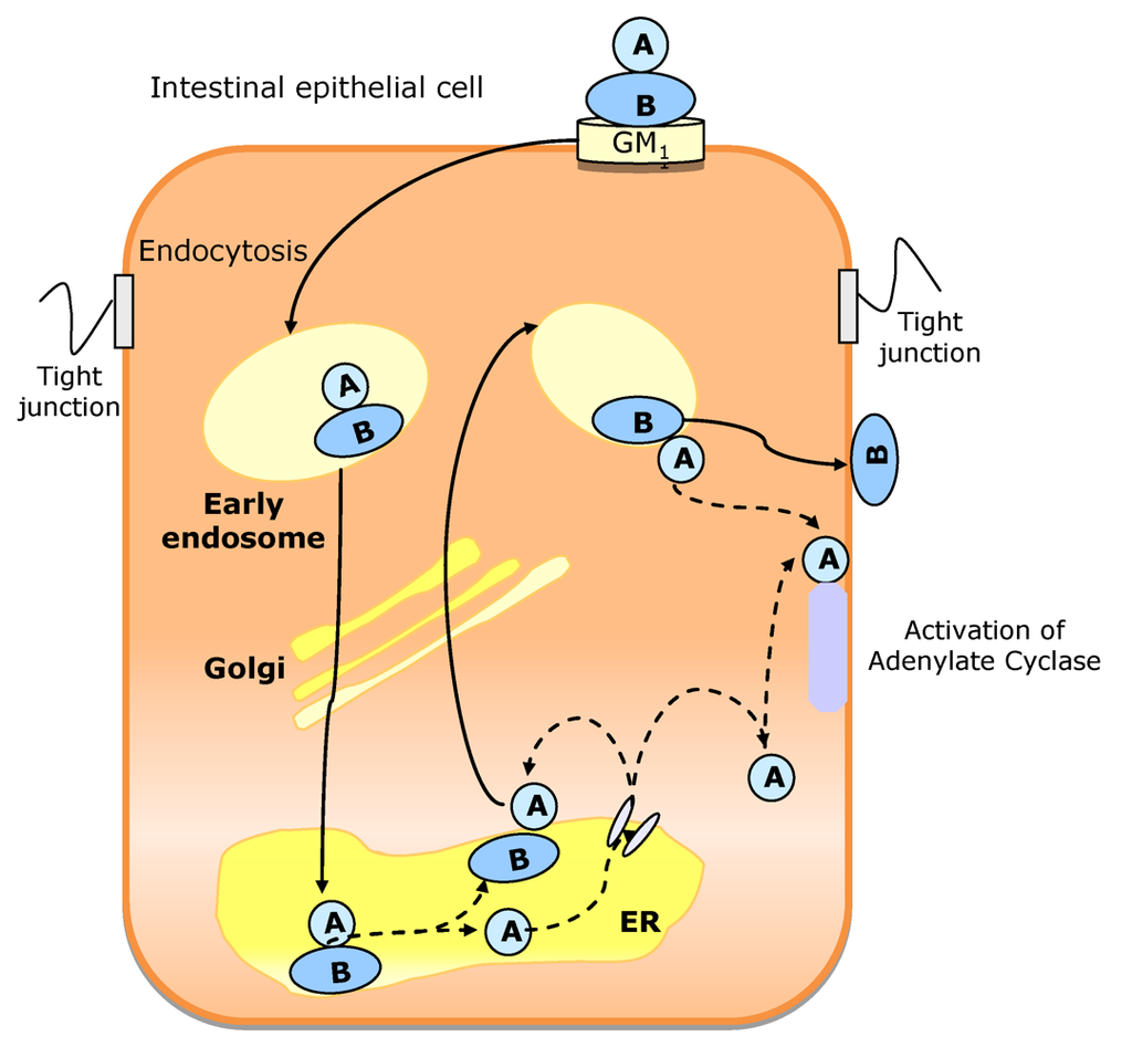 Toxins 02 02359 g008 1024