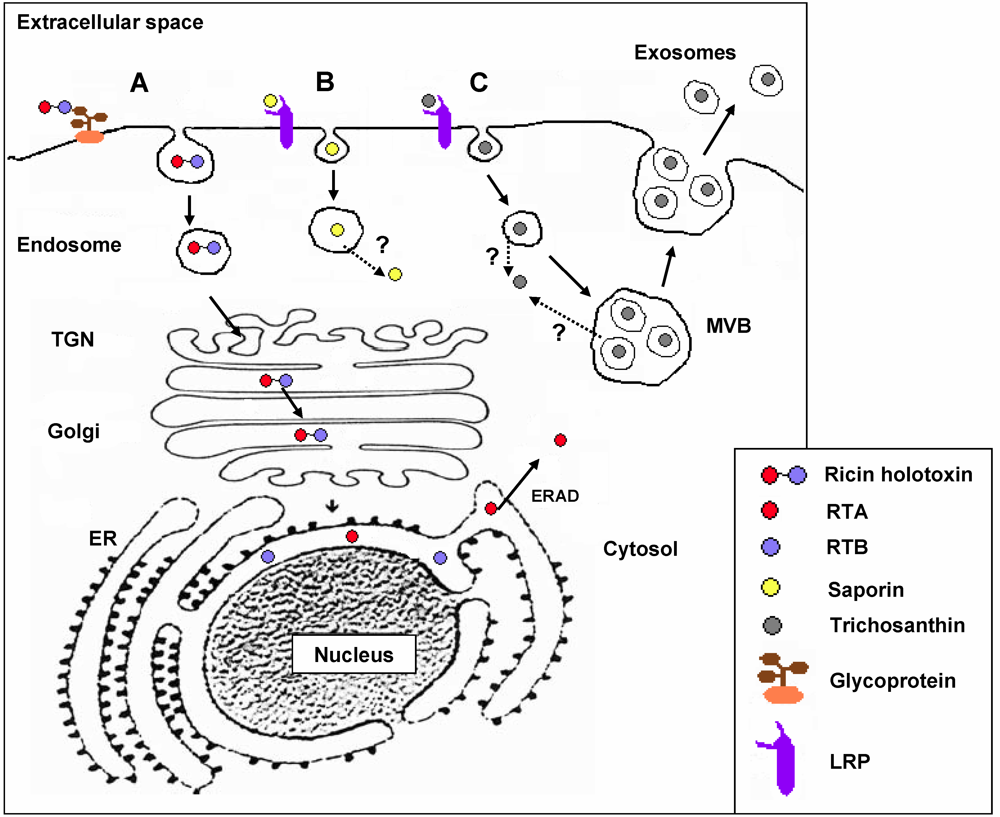 Toxins 02 02699 g004