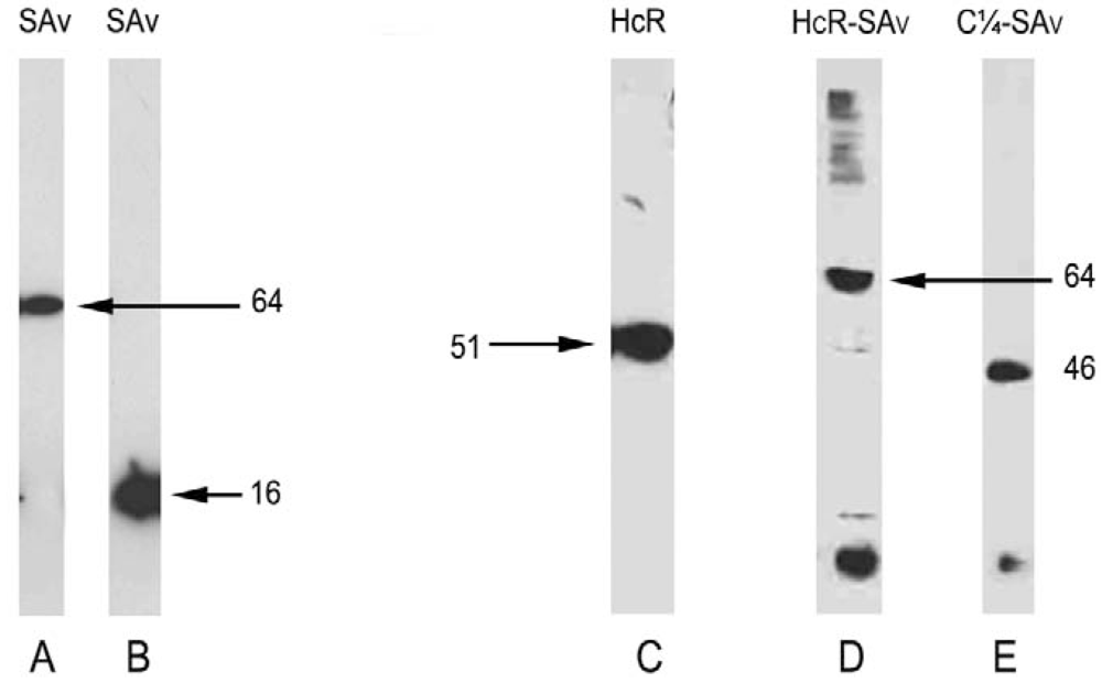 Toxins 02 02872 g002