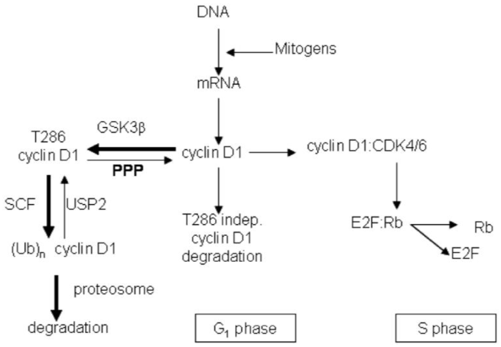 Toxins 03 00105 g007 1024
