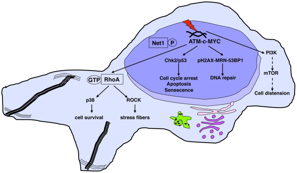 Toxins 03 00172 g002 1024