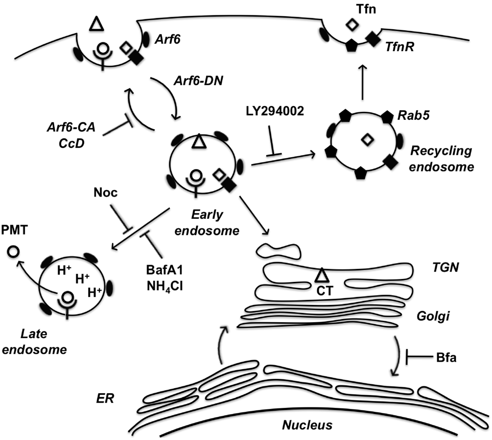 Toxins 03 00218 g006 1024