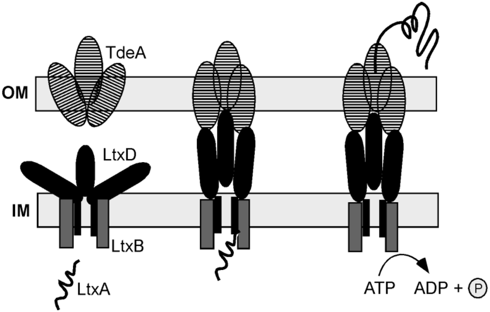 Toxins 03 00242 g003 1024