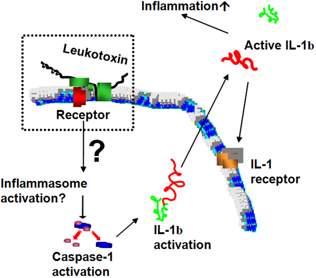 Toxins 03 00242 g006 1024