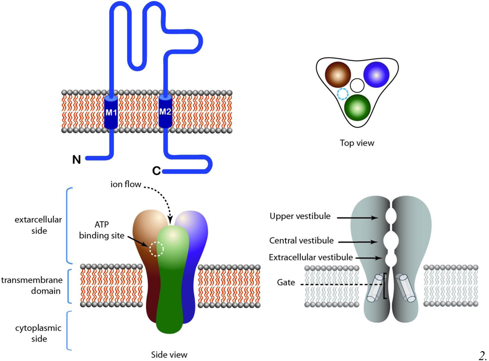 Toxins 03 00260 g003 1024