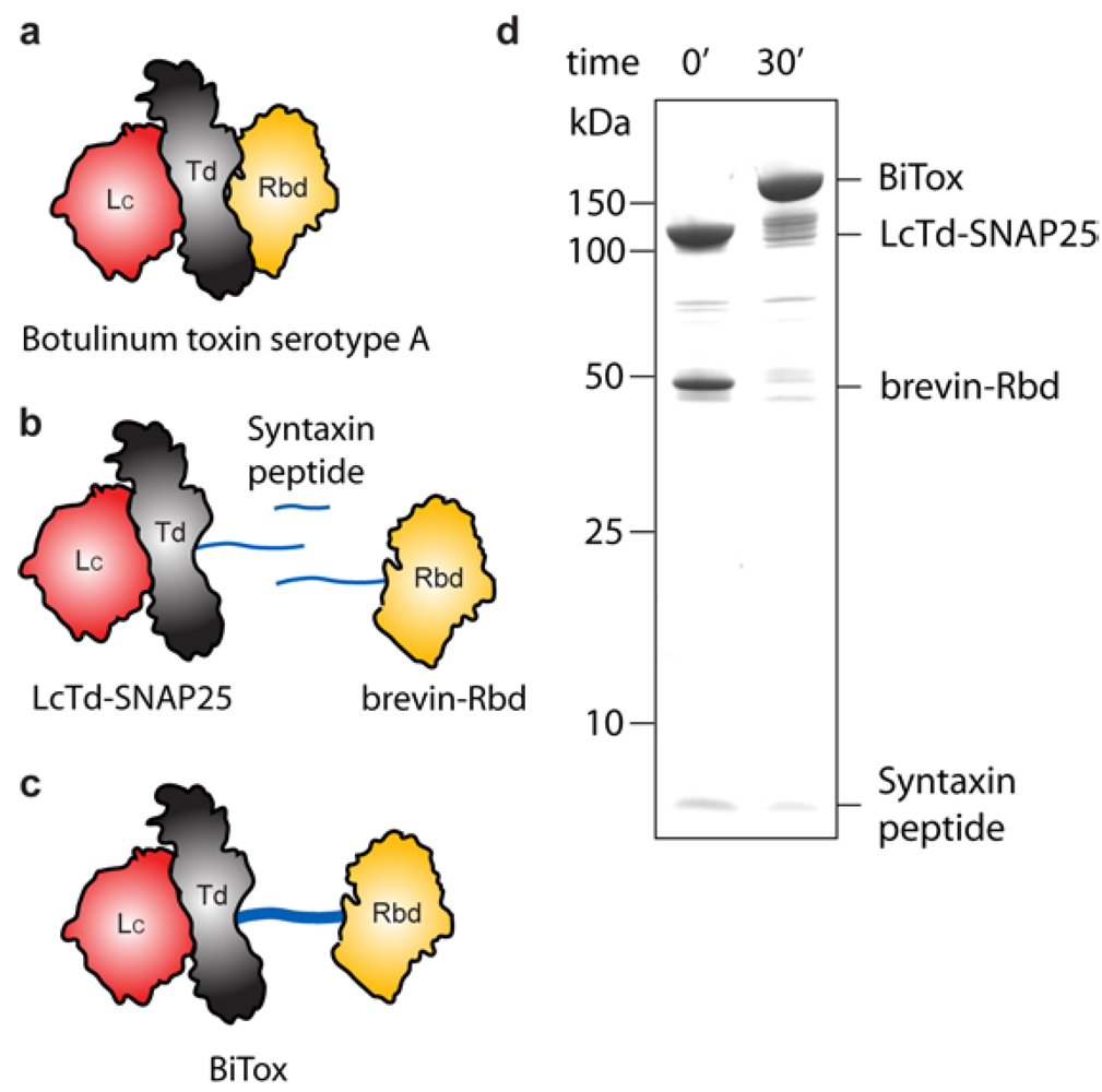 Toxins 03 00345 g001 1024