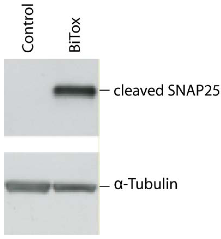 Toxins 03 00345 g003 1024