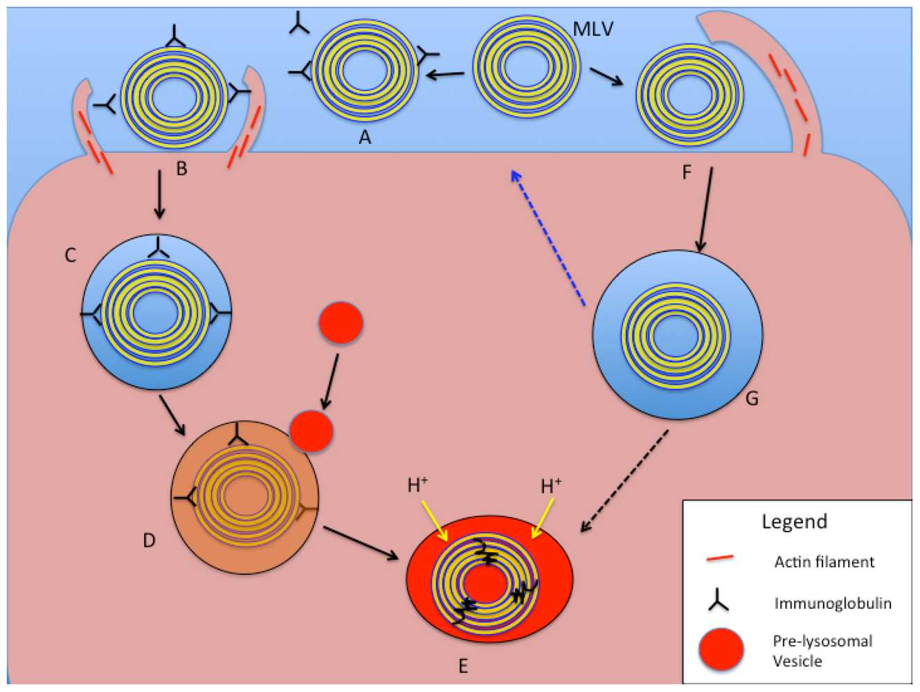 Toxins 03 00369 g005
