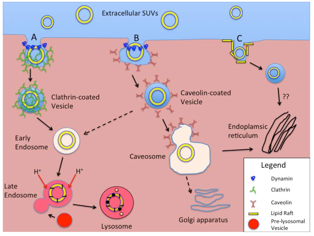 Toxins 03 00369 g006