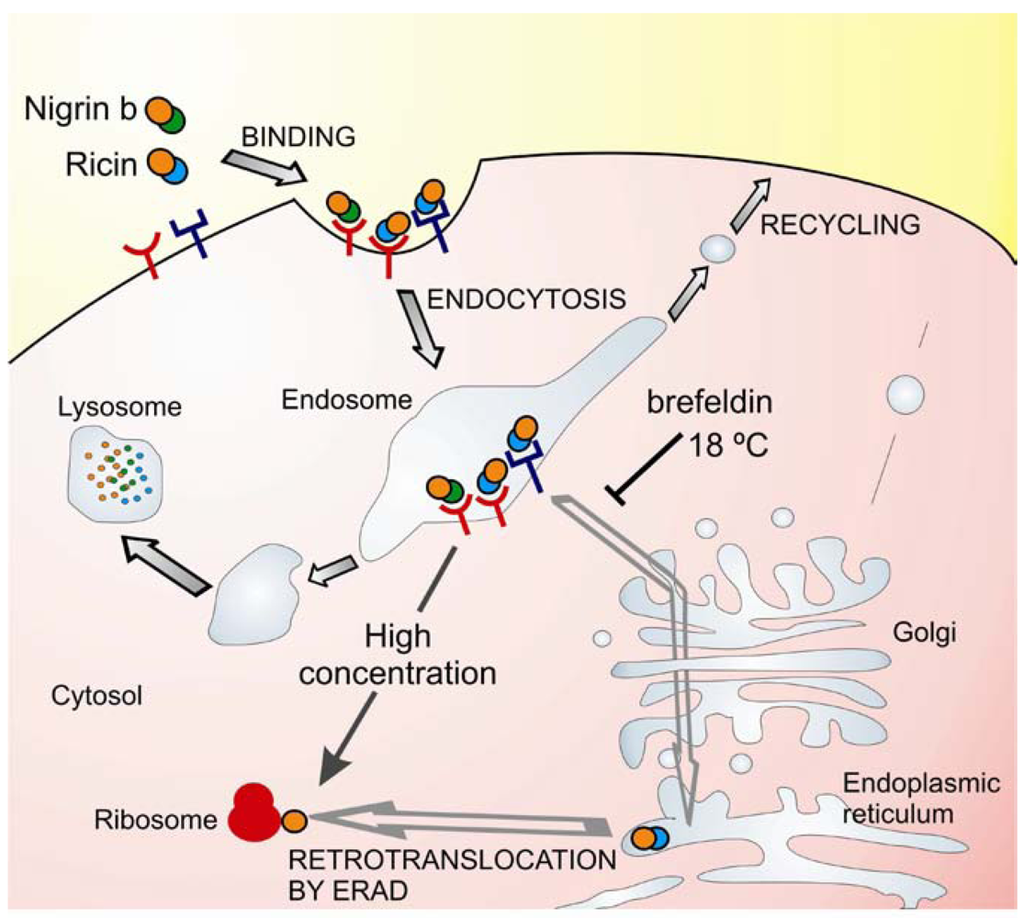 Toxins 03 00420 g002 1024