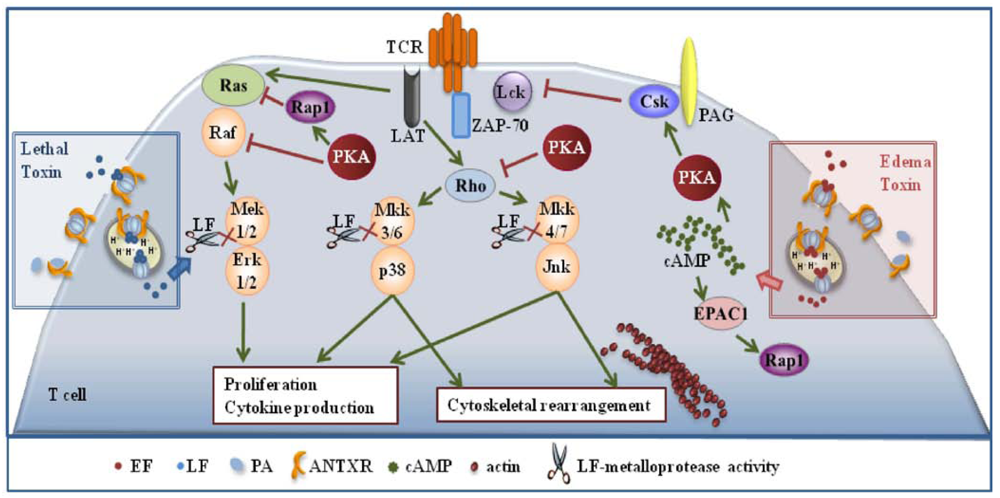 Toxins 03 00660 g001 1024