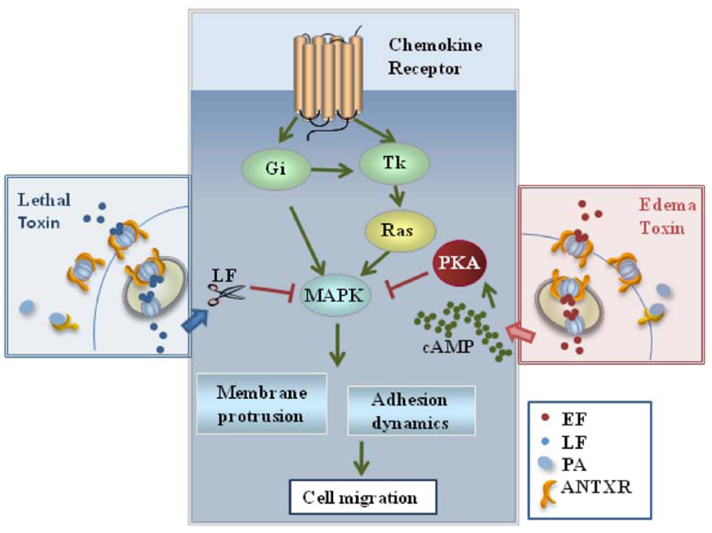 Toxins 03 00660 g002 1024