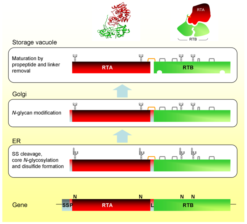 Toxins 03 00787 g001 1024