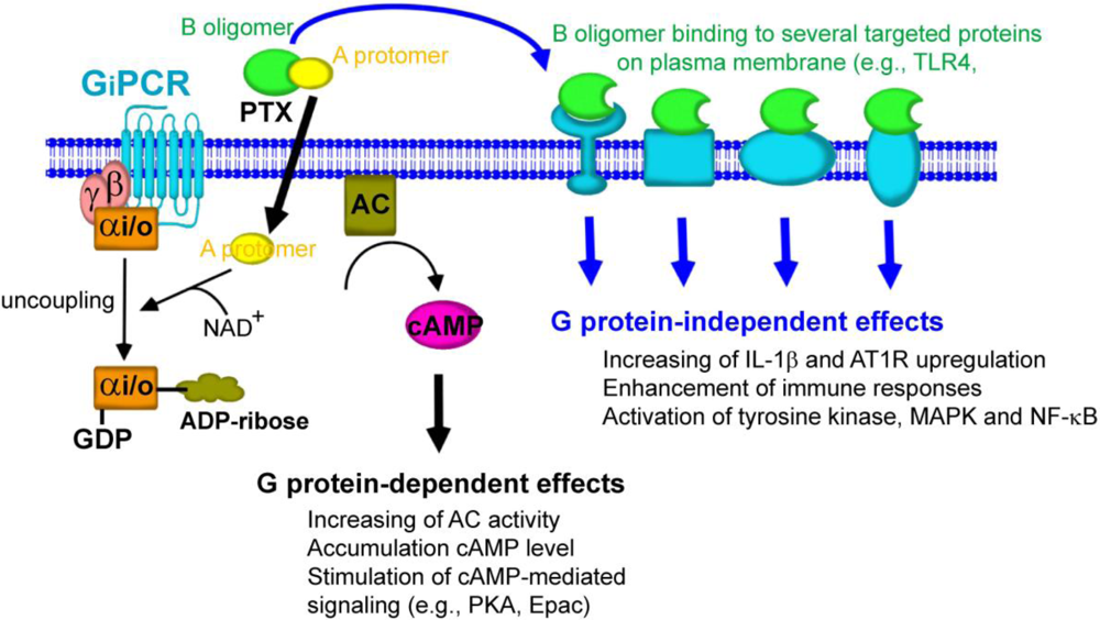 Toxins 03 00884 g004 1024