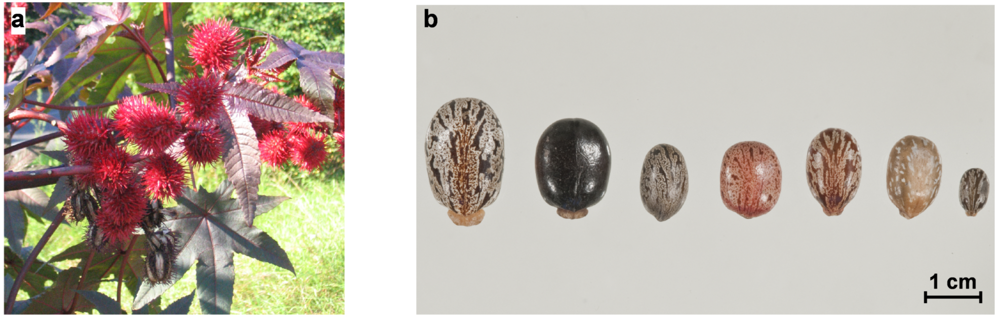 Toxins 03 01332 g001