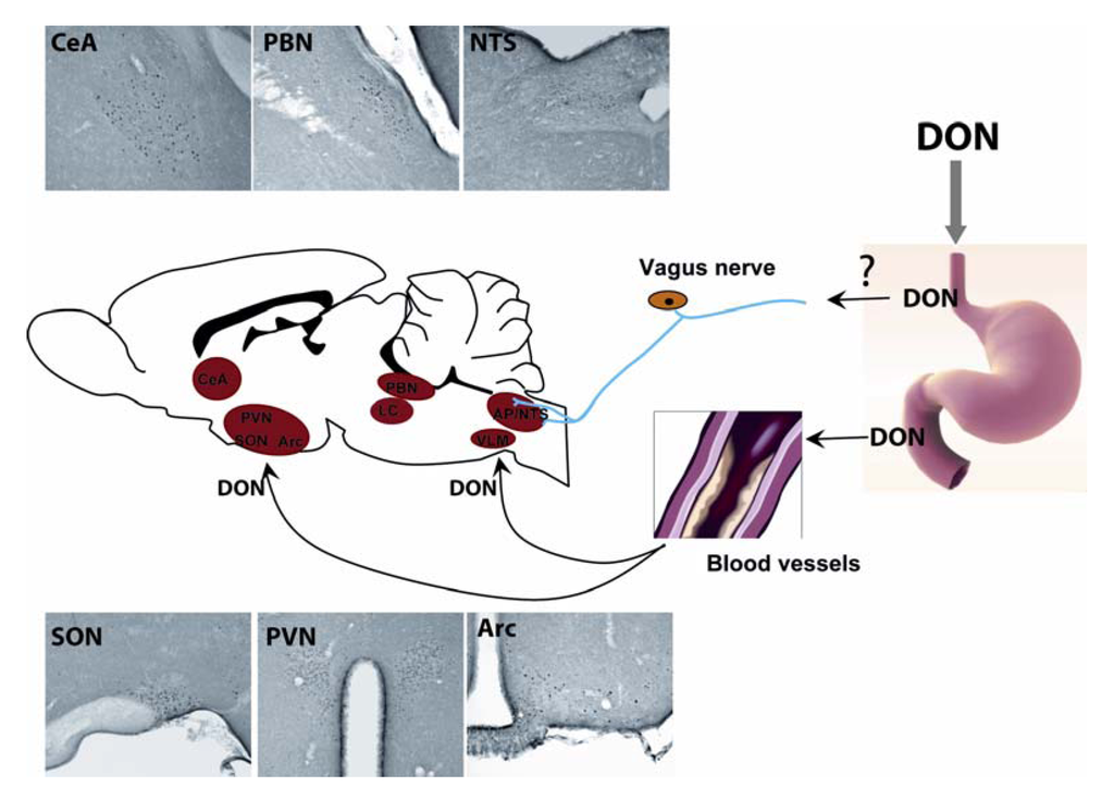 Toxins 04 01120 g002 1024