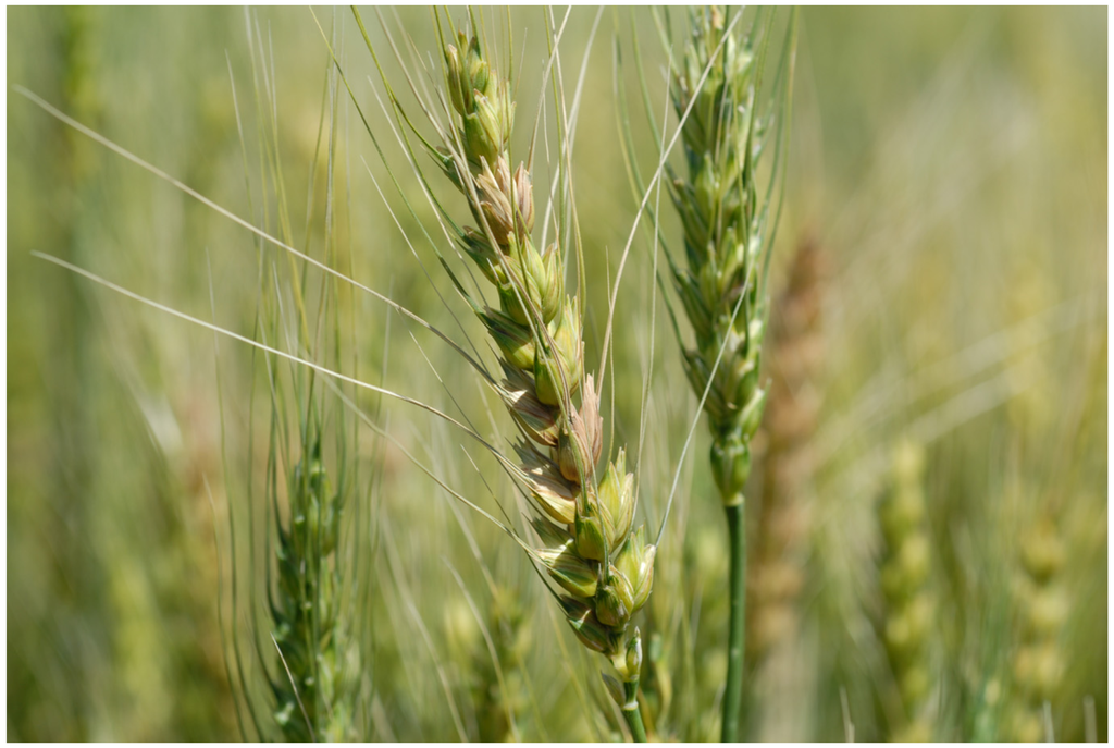 Toxins 04 01157 g001 1024