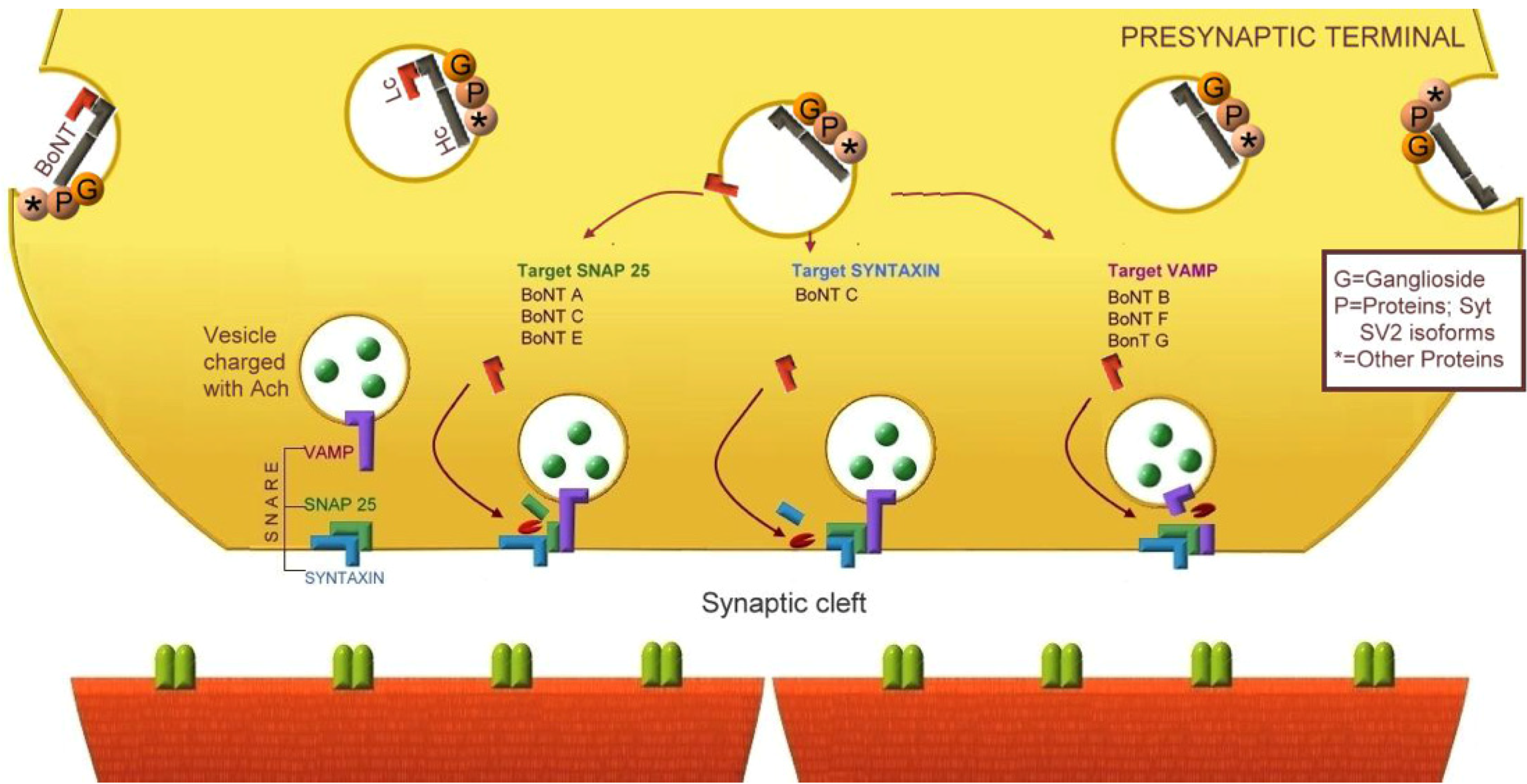 Toxins 04 01196 g005