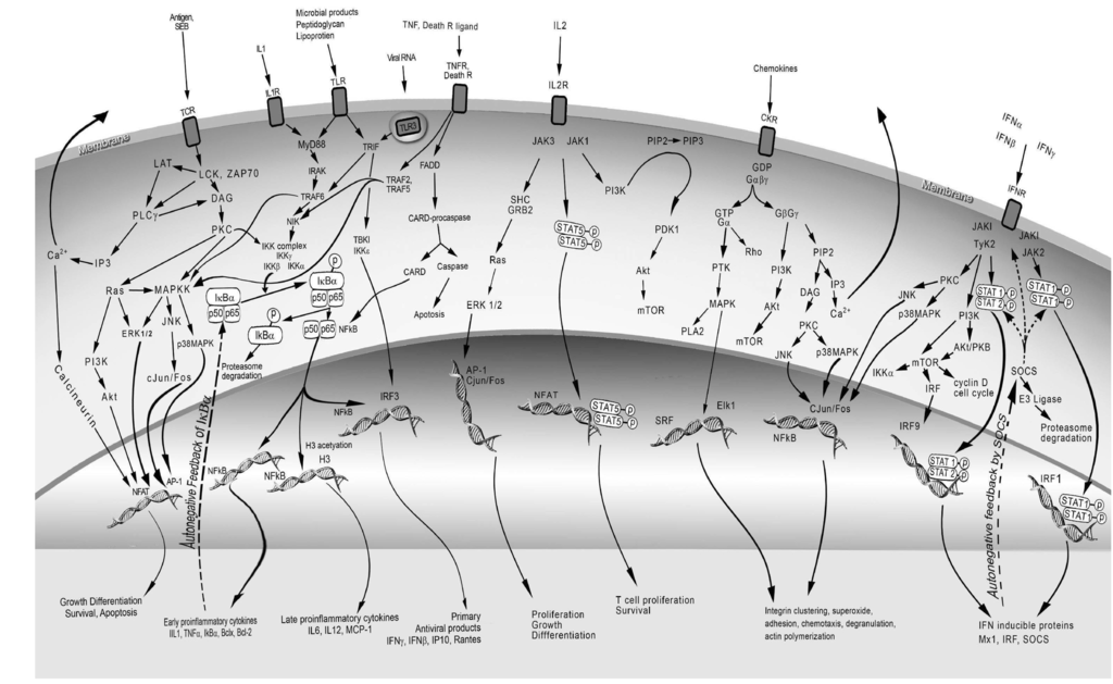 Toxins 04 01343 g001 1024