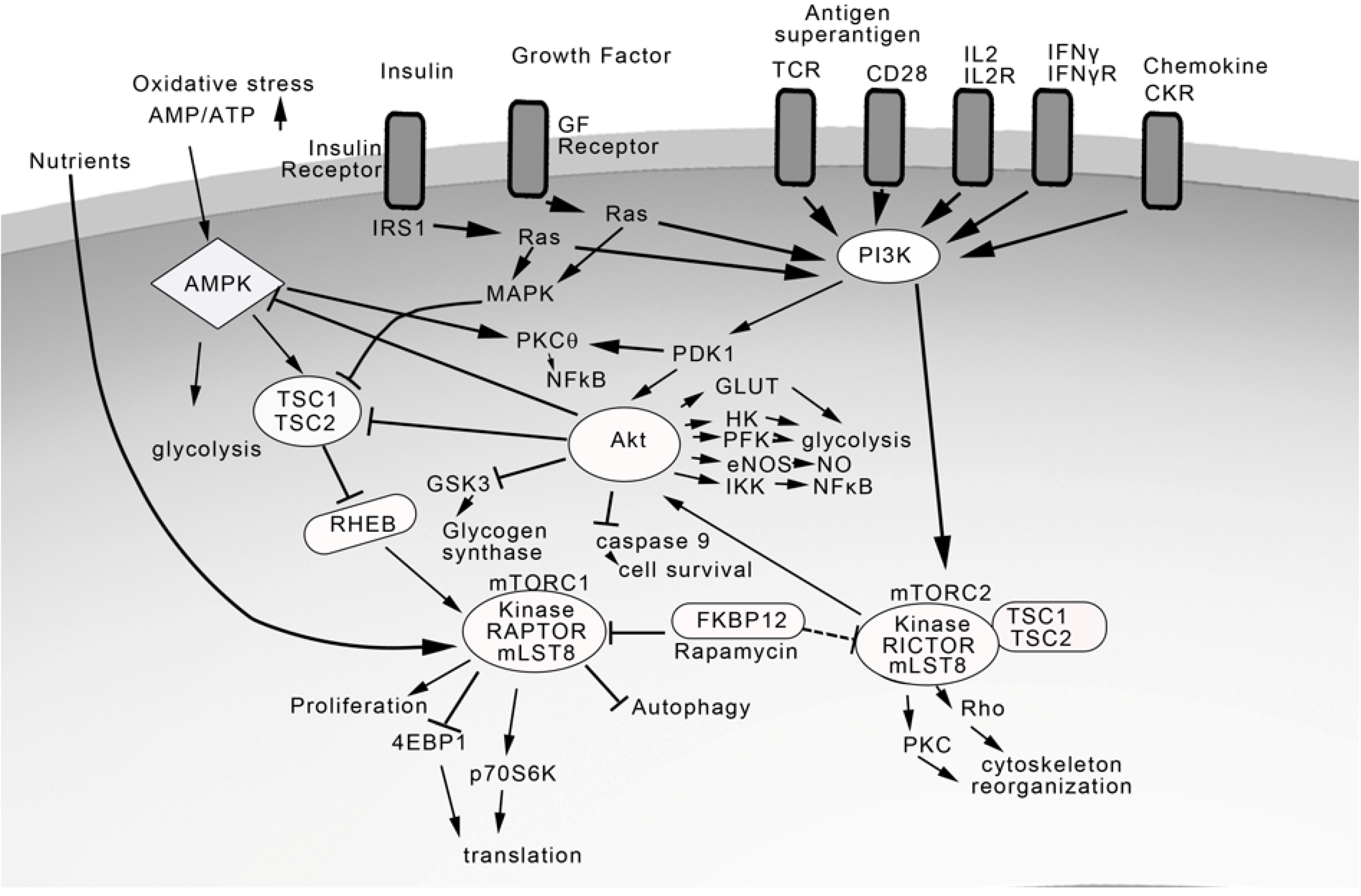 Toxins 04 01343 g002