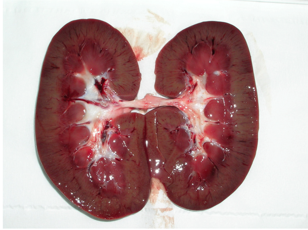 Toxins 04 01440 g001 1024