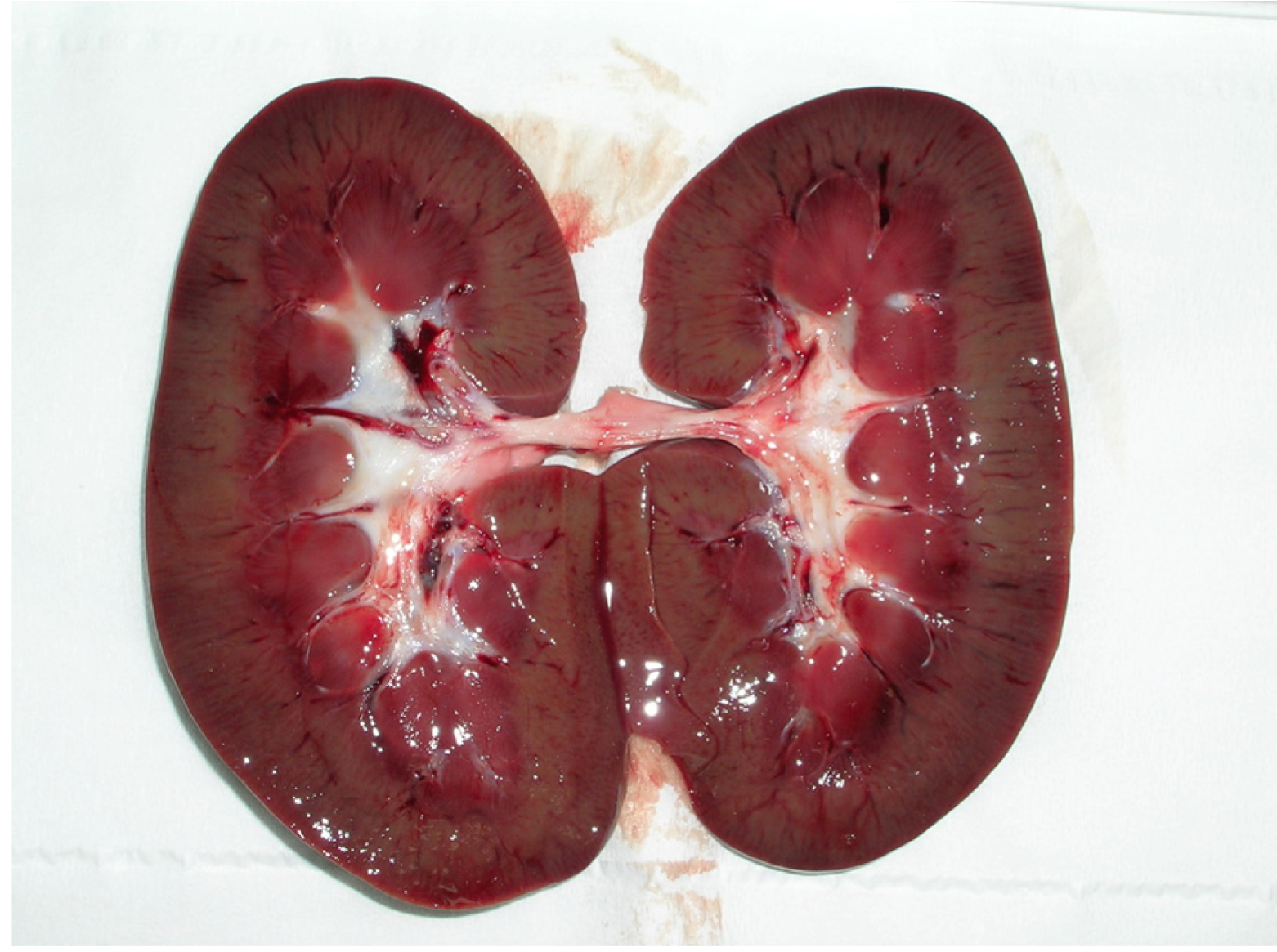 Toxins 04 01440 g001