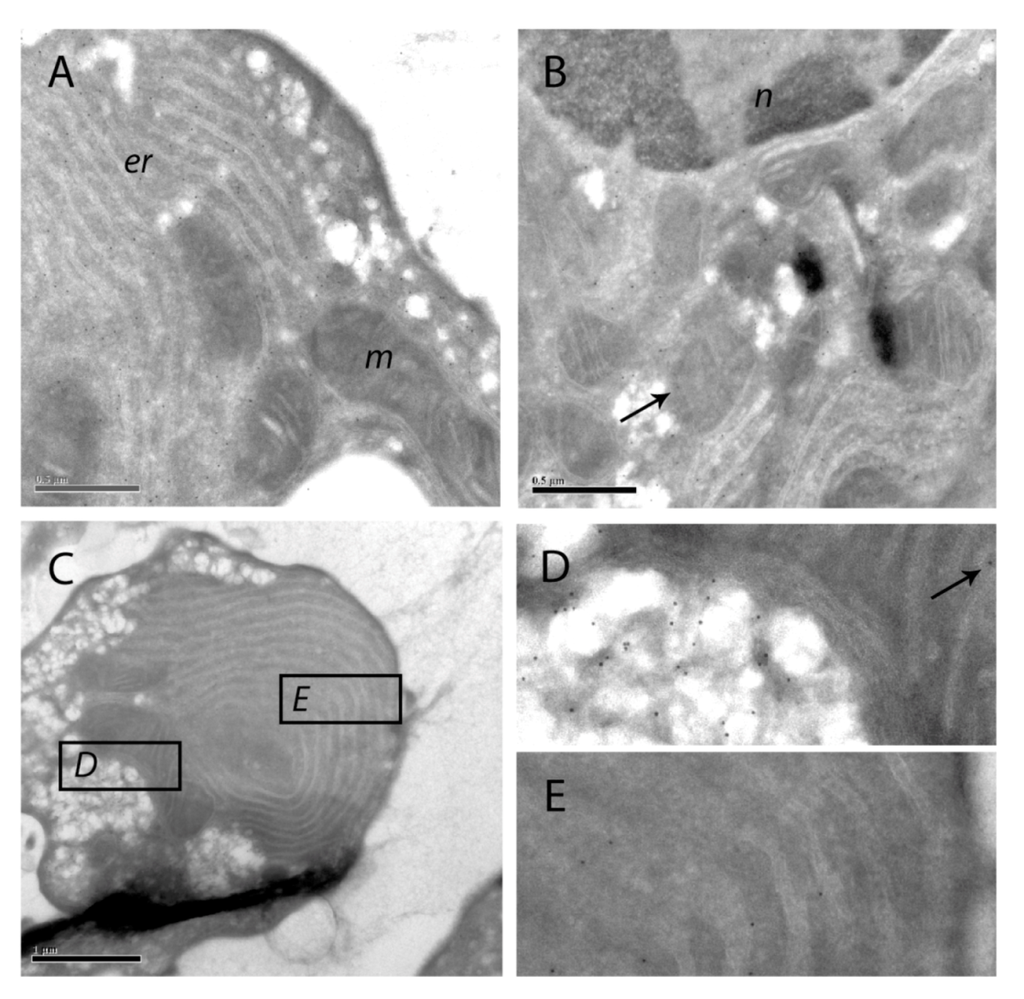 Toxins 04 01482 g009 1024